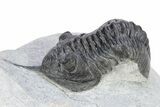Morocconites Trilobite Fossil - Ofaten, Morocco #251432-1